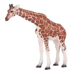 Mojo Žirafa samice