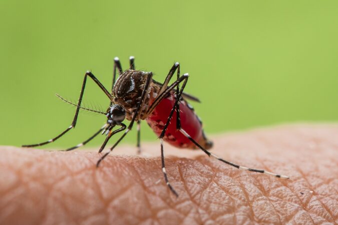 Jak na boj s komáry?  Ekologická likvidace bez chemie